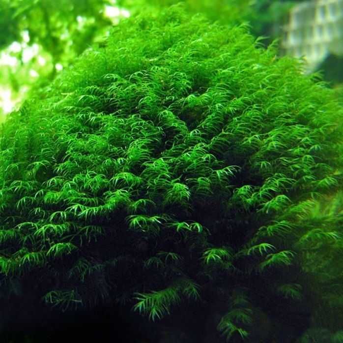 Mech Phoenix Moss Fissidens Fontanus