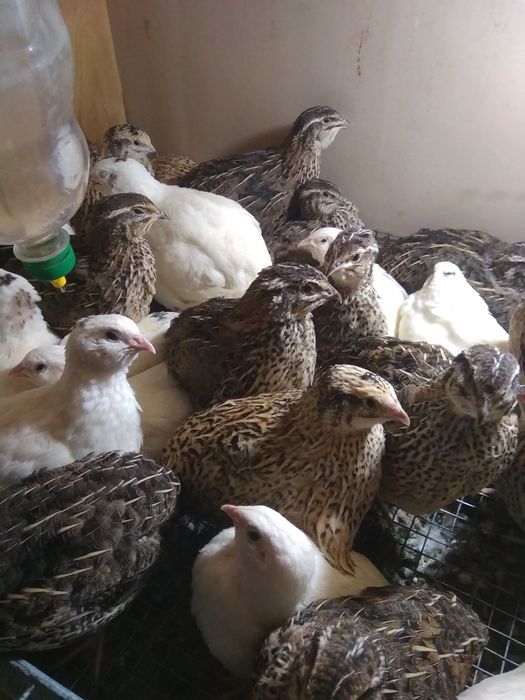 Інкубаційні перепелині яйця