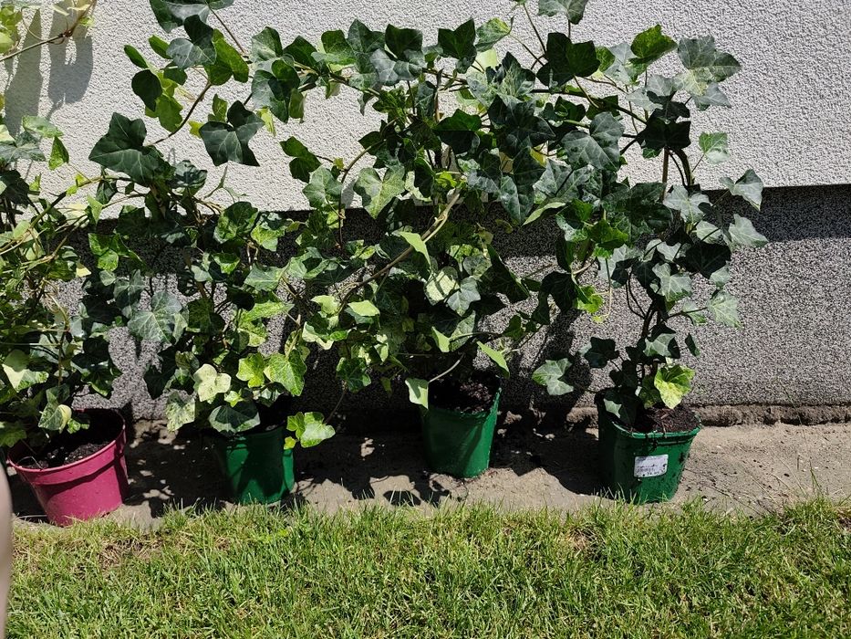 Bluszcz Hedera Felix  sadzonki 70-80 cm