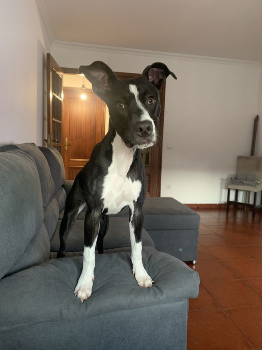 Adoção para Estrela  “Nova Familia”