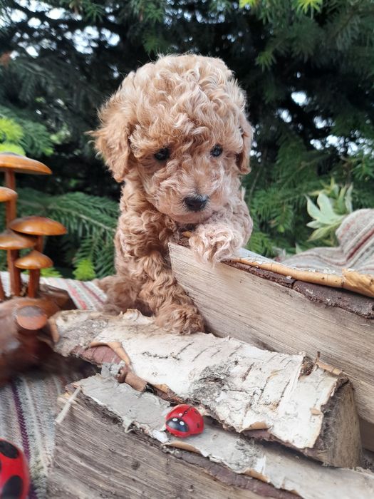 Привабливі цуцики той -пудель.