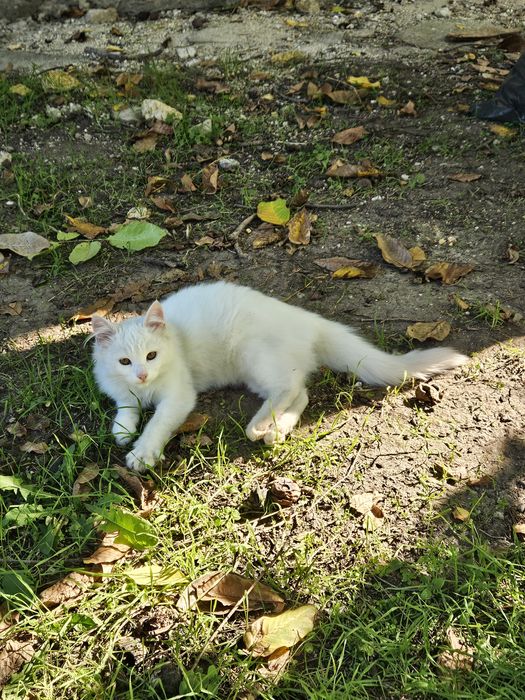 отдам даром котика