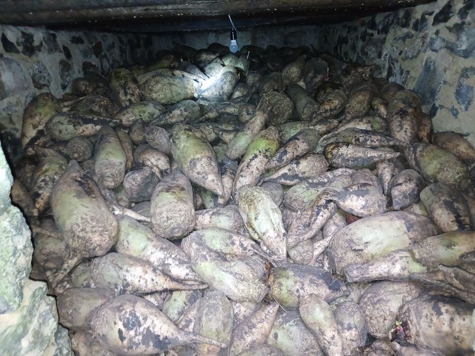 Продається буряк