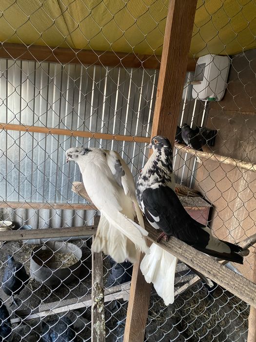 Продам голубиї кури