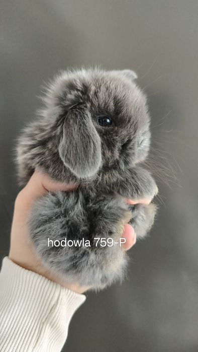 Mini lop króliki karzełek miniaturka baranek hodowla