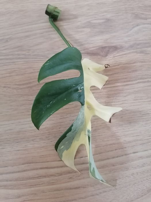 Monstera Minima Variegata
