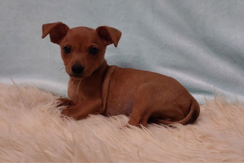 Pinscher  anao  macho