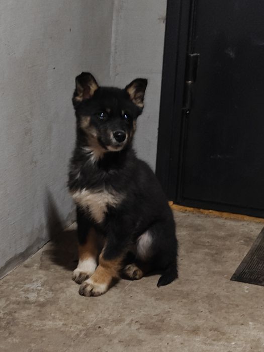 Віддам файних дівчаток