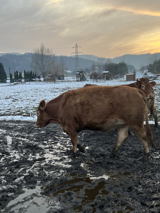 Krowy Limousine LM 100%