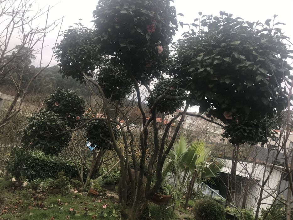 Camelia rara grande a dar flor 2 vezes ao ano