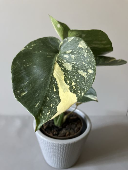 Monstera Thai Constellation