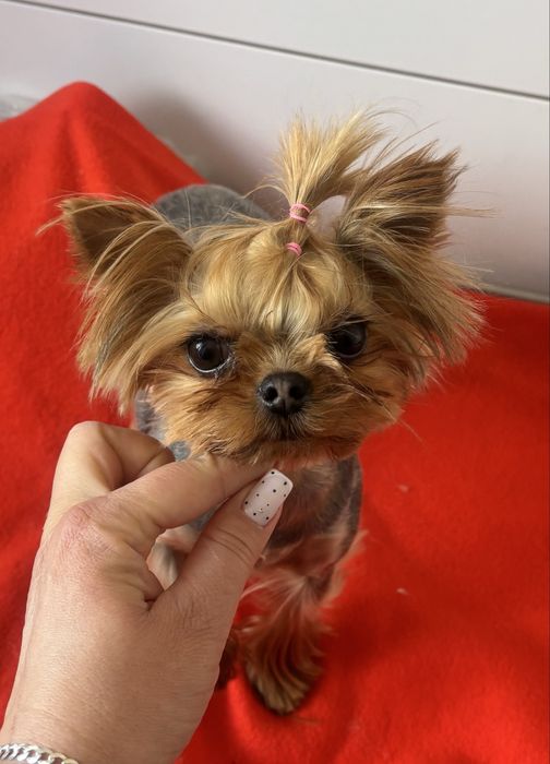 Yorshire terrier mini