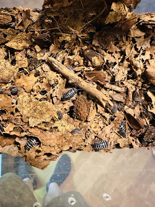 Isopody -Armadillidium maculatum -pakiet 10szt.