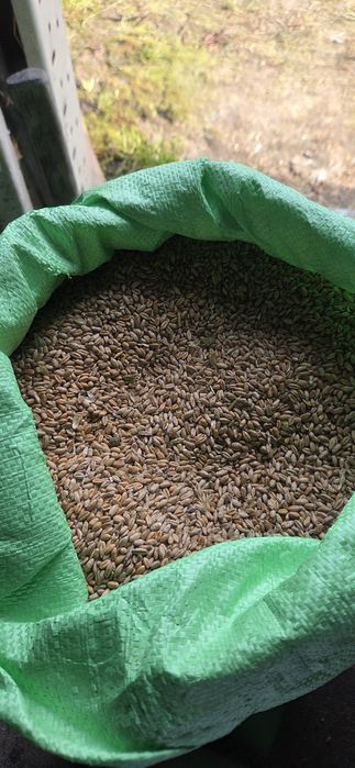 Sprzedam pszenżyto.