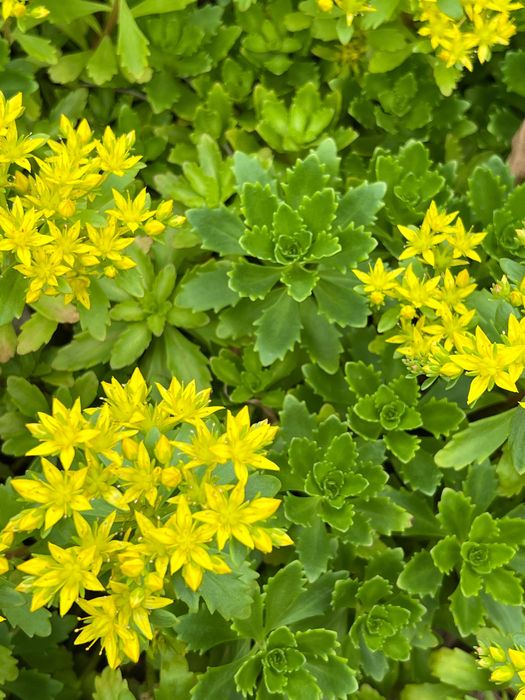 Очиток (Седум) камчатский, розсада.