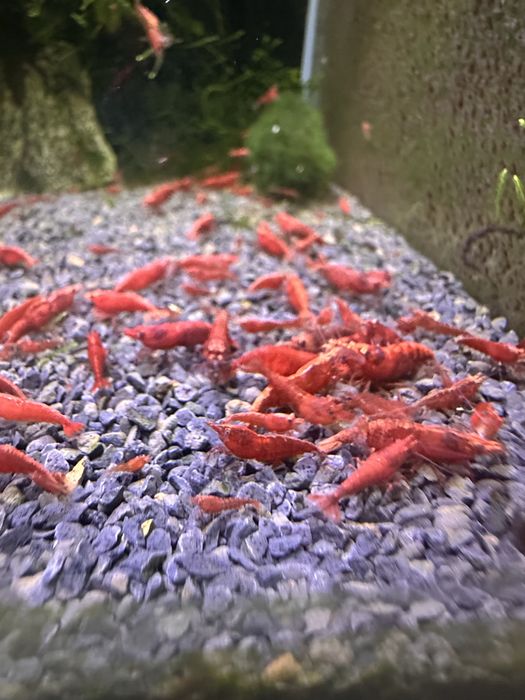 Neocaridinas red Fire