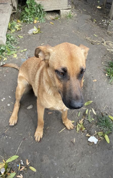 Oddam w dobre ręce sukę