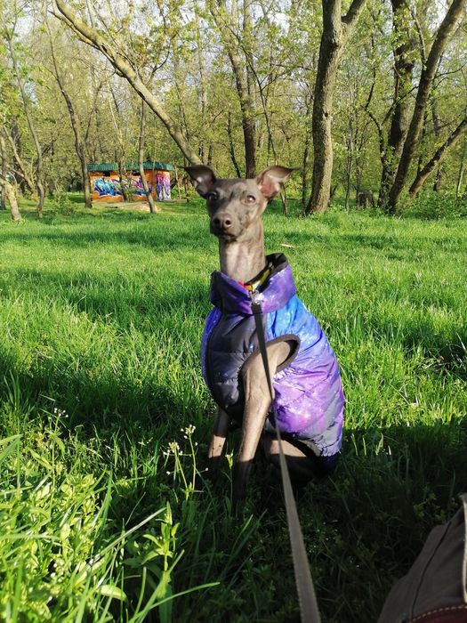 Левретка. Вязка Кобель