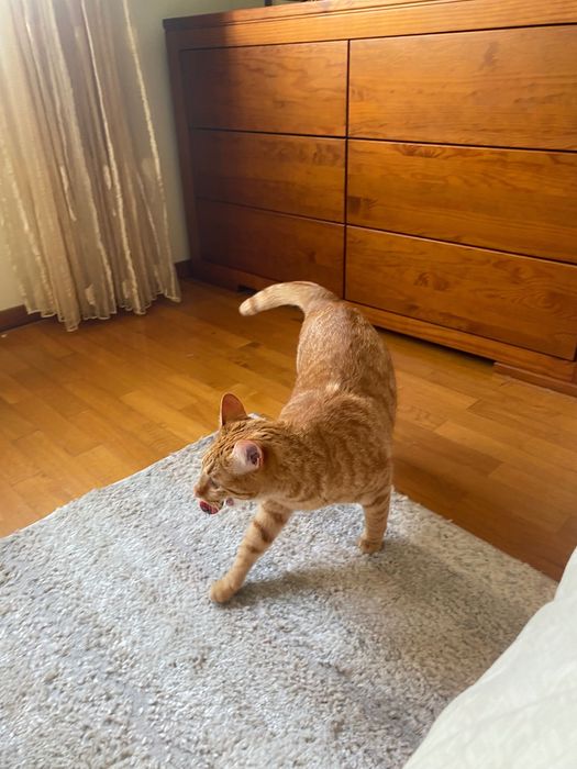 Da se gatinha meiguinha Mel