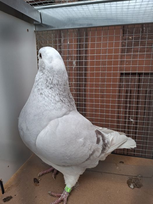 Standard , standardy , polski pocztowy wystawowy sprzedam