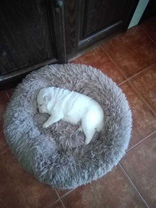 Vendo cachorro Chow Chow