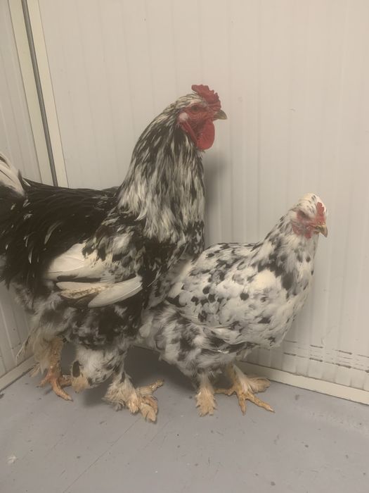 Galinhas Exóticas, Pintos e Ovos Azuis