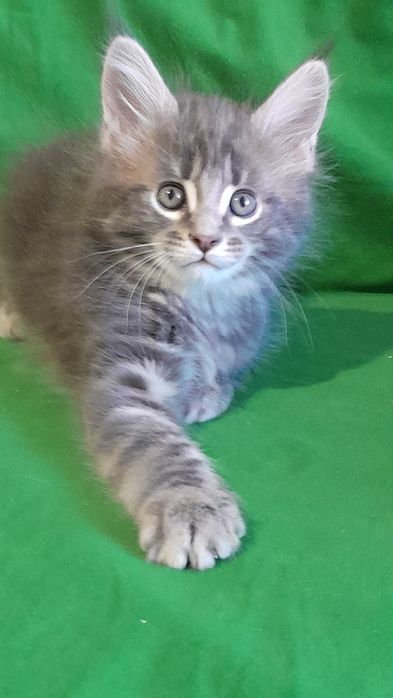 Гарні кошенята мейн кун.