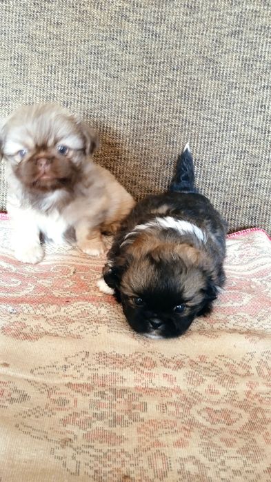 Домашні   пекінеси.