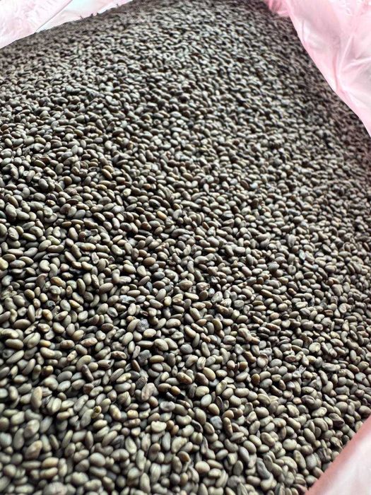 Продам насіння люцерни 22т магнічена