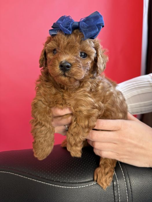 Цуценя мультіпу f2