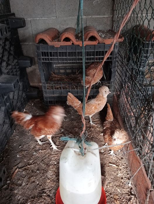 Vendo panduanas camursa e sedosa do Japão