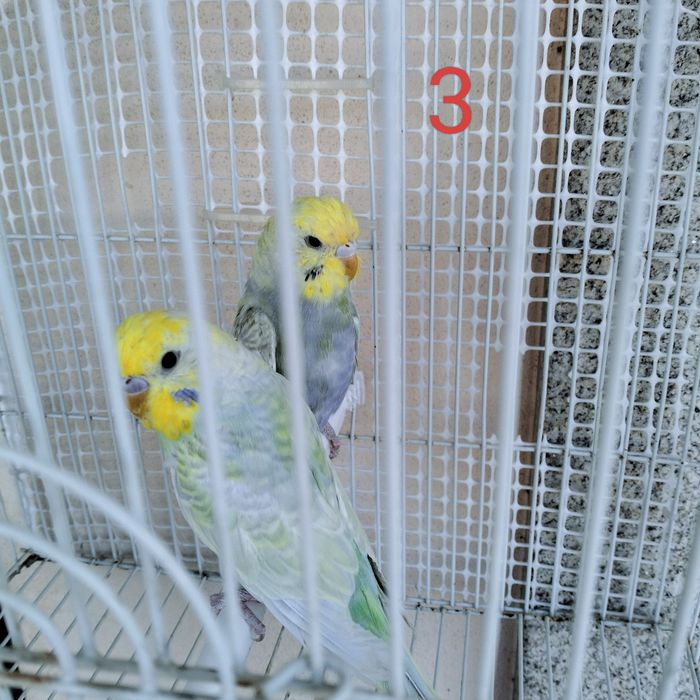 Piriquitos assas claras