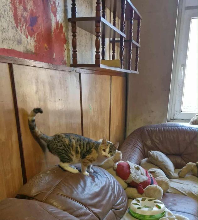Kociaki do adopcji - razem lub osobno