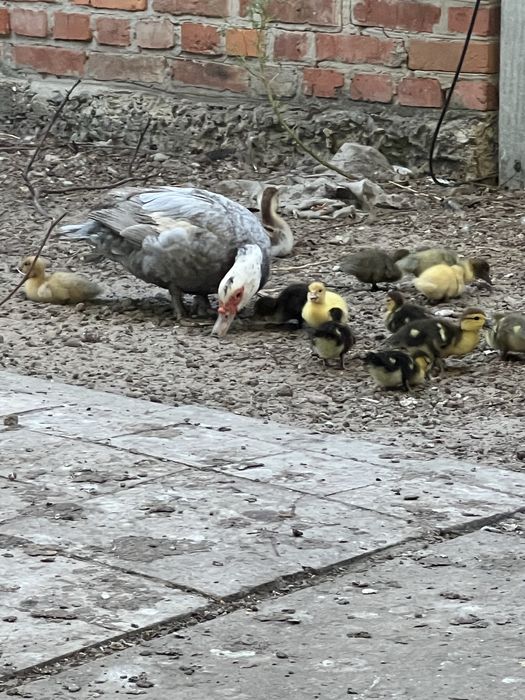 Индоутята тяжелых линий