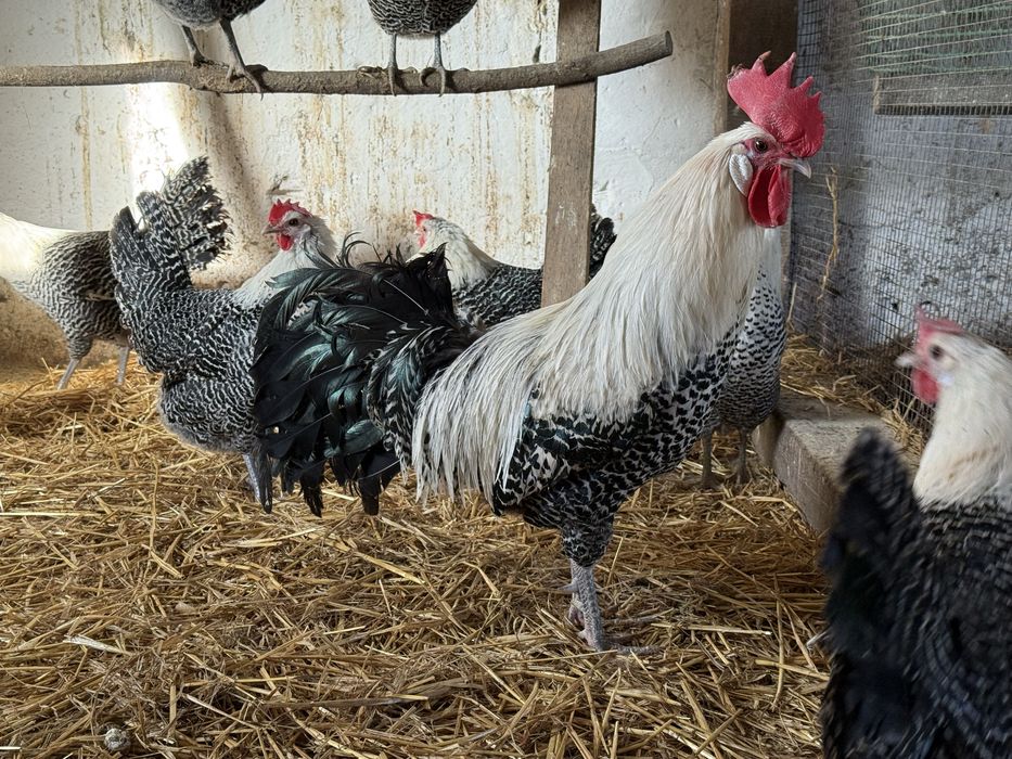 Brakla koguty kogut sprzedam