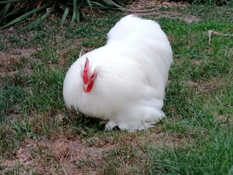 Kogut Karzełek Kochin