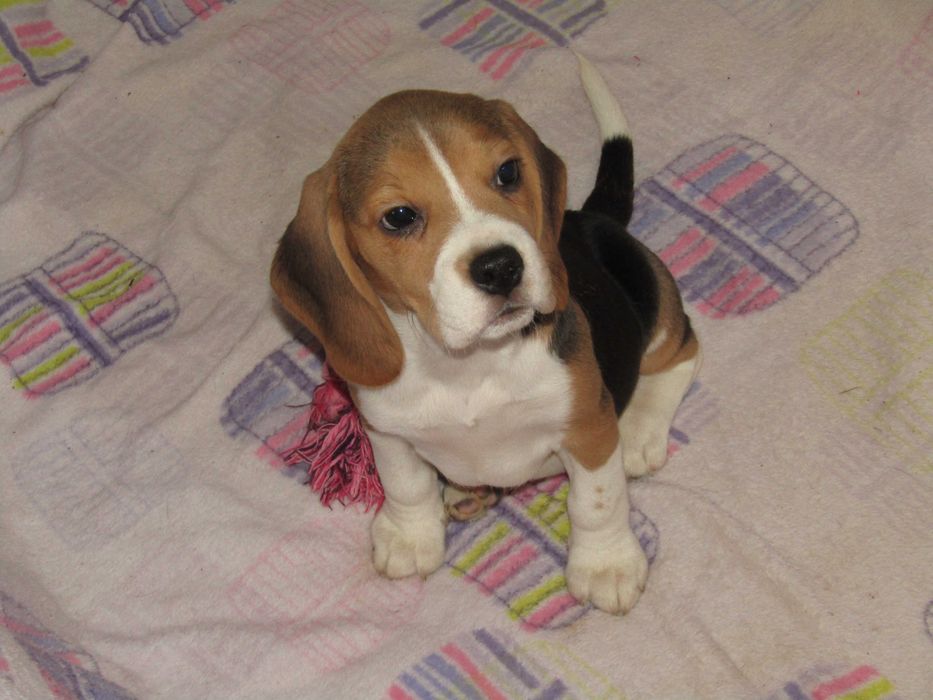 Beagle Tricolor de Qualidade, LOP/Pedigree/Afixo, Porte Pequeno.