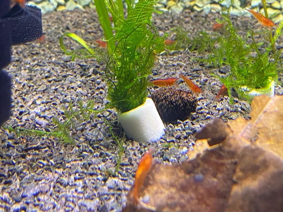 Krewetki Orange Neocaridina Pomarańczowee