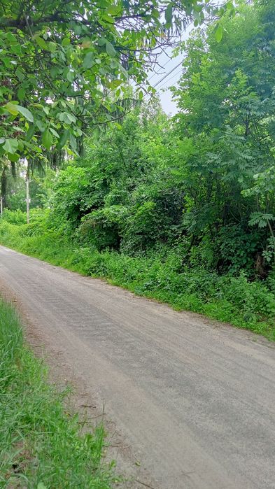 Простора садиба 0,5га (50сот.)біля  Брусилова (с.Ковганівка). Власник.