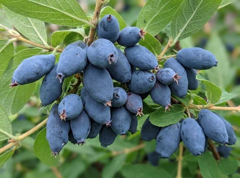 jagoda kamczacka jagody pakiet 38 szt