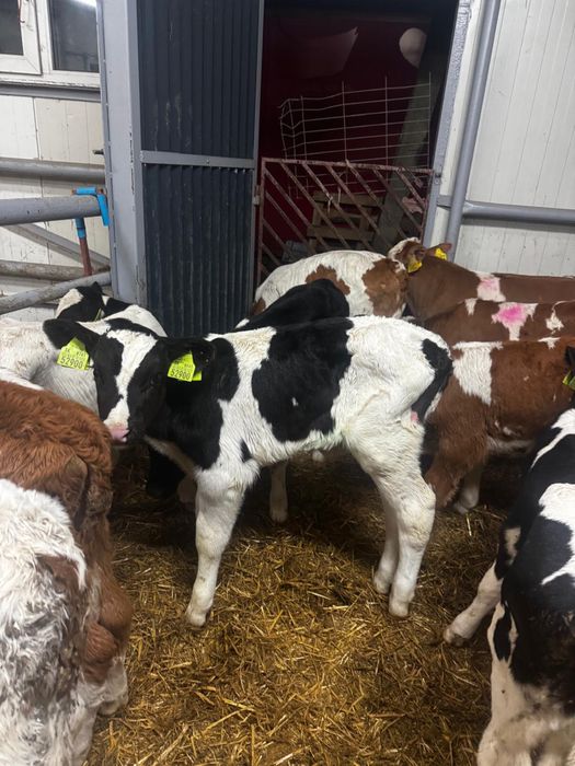 Byczki jałówki mięsne