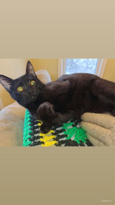 Чудова дівчинка врятована ШУКАЄ дім!