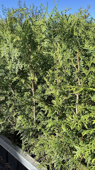 Tuia Plicata “Gerderland”