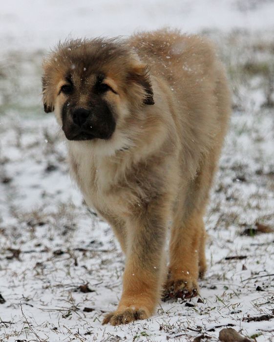 Цуценята  кавказької вівчарки.