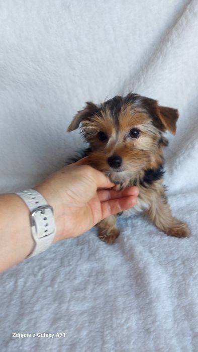 Yorkshire Terrier Biewer Carrier SUCZKA GOTOWA DO ODBIORU