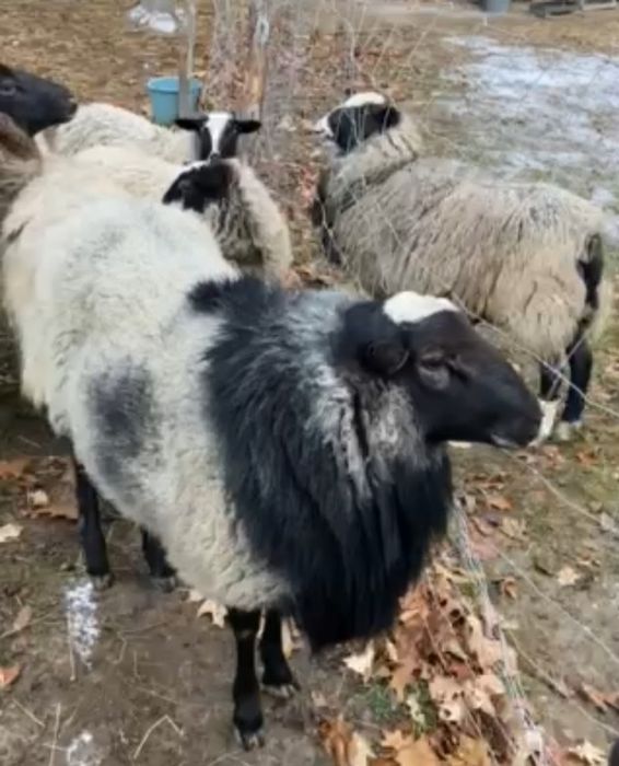 Продам вівці Романівської породи