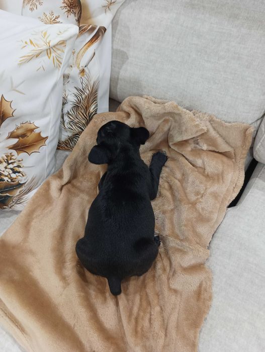 Bulldog francês fêmea