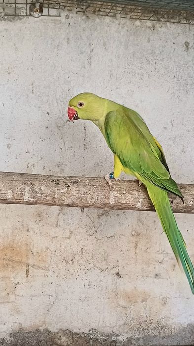 Ring necks para criação