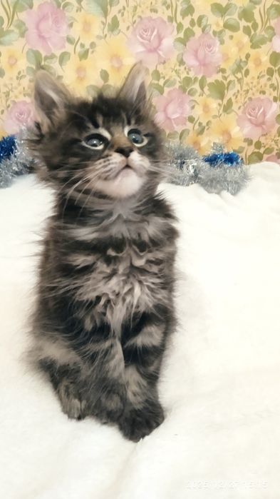 Котятки    мейн-кунятки- лучший подарок