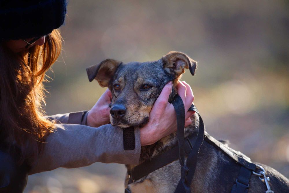 Calineczka-urocza, młodziutka sunia szuka domu [FILM]